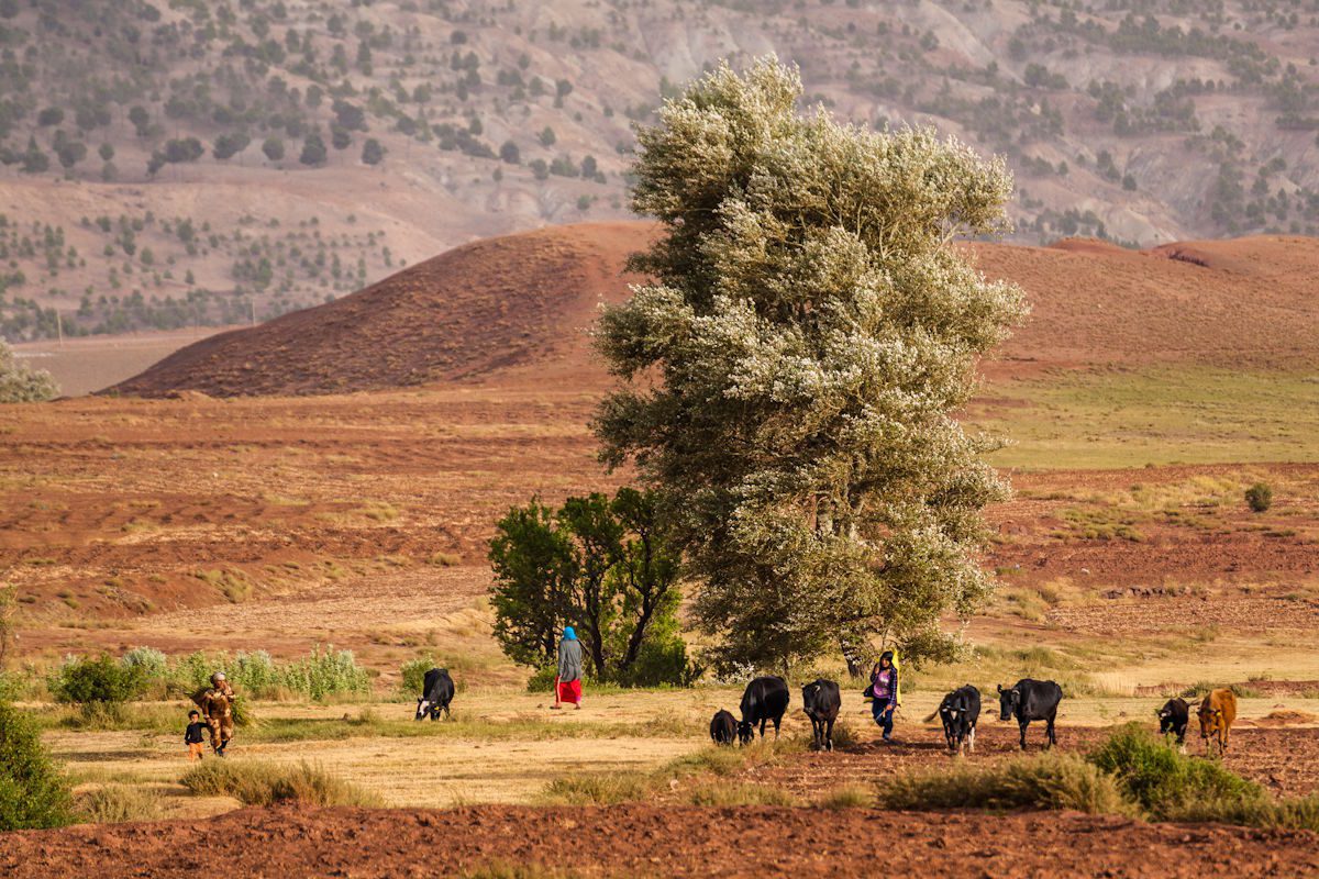 Petit troupeau maroc