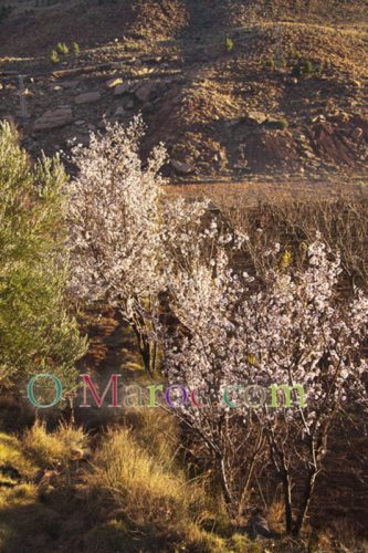 Dans le Haut Atlas, des amandiers en fleur fin janvier