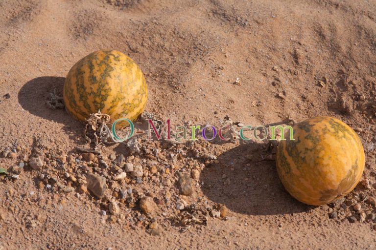 Le melon du désert Coloquintes