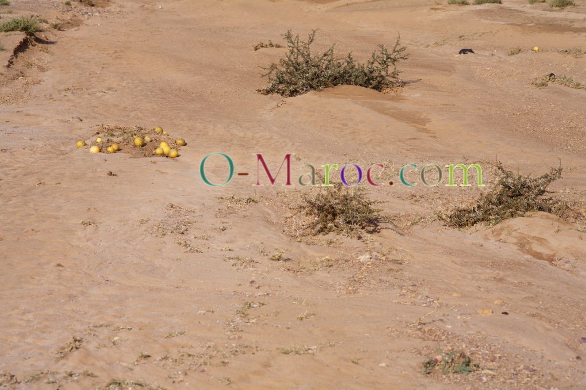 Une grappe de melons du désert, dans le sable