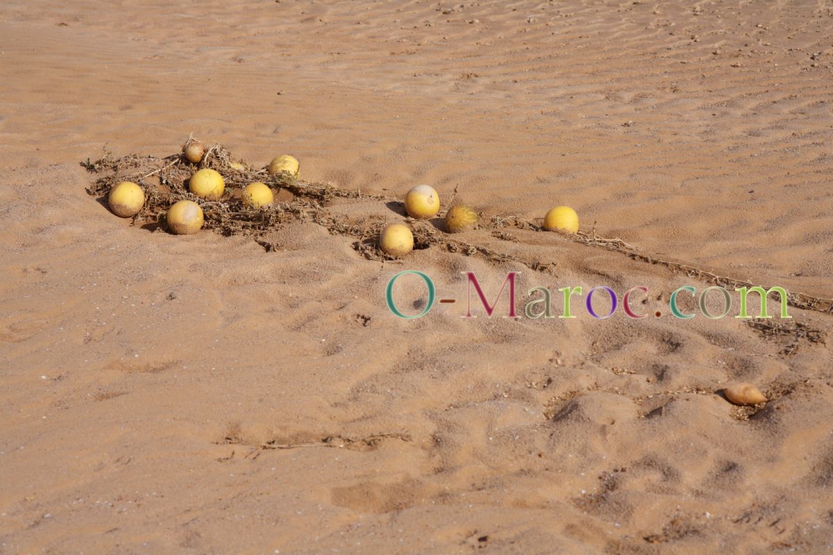 Grappe de coloquintes dans le sable, avec leurs tiges