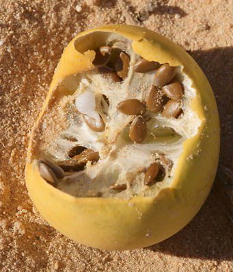 Fruit de la coloquinte ouvert et montrant les graines