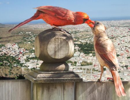 Le baiser de Nader